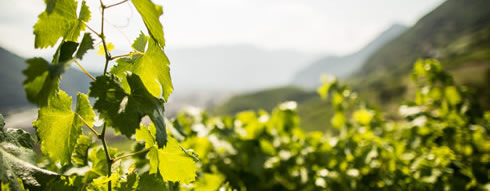 Weinkellerei Alois Warasin